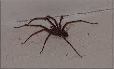 Un arachnophobe a la phobie des araignées.
