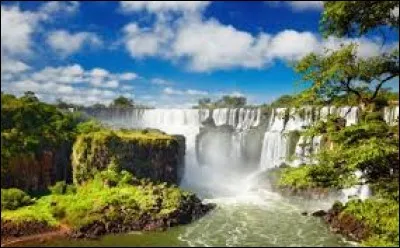 Compl&eacute;tez le surnom du Br&eacute;sil avec un nom d'arbre : " Le pays des...