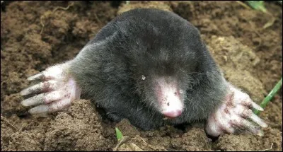 Et pour terminer ce quiz, cliquez sur le bon primate !