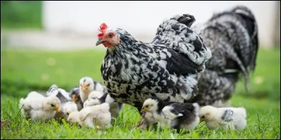 Cet oiseau porte un nom qui correspond à celui d'un autre animal, voire même plusieurs !