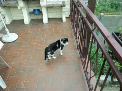 Même notre félin préféré n'échappe pas à la règle, car il existe un poisson qui porte son nom !