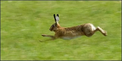 Vous pouvez l'apercevoir en parcourant les plaines, mais un autre animal porte le même nom !