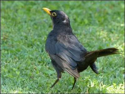 Vous le verrez sans doute dans votre jardin, surtout après la pluie, mais un autre que lui porte aussi ce nom !