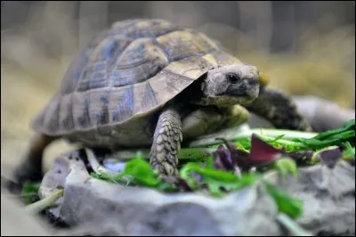 Dans un dictionnaire, le mot "Tortue" se situe entre le mot "Tigre" et le mot "Toucan".