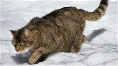 Combien le clan du Tonnerre a-t-il eu de chefs (si l'on part du principe qu'&Eacute;toile de Ronce alias Griffe de Ronce est le dernier) ?