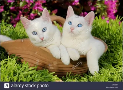 Lequel de ces chats n'est pas issue d'une port&eacute;e de C�ur Blanc et Flocon de Neige ?