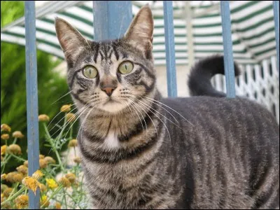 Dans "Minuit", quels chats partent rencontrer Minuit ?