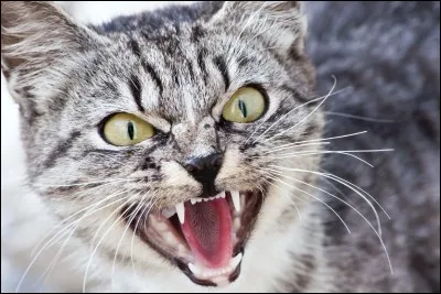 Lesquels de ces chats du clan du Tonnerre ont des origines de chats domestiques ?