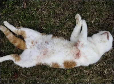 Combien de chats du clan du Tonnerre sont morts dans le livre "Sur le sentier de la guerre" ?