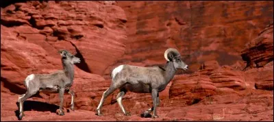 L'autruche est un oiseau ratite à deux pattes !
