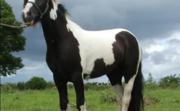 Quiz Galop 1