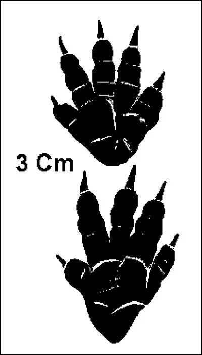 Quel animal se cache derrière cette empreinte ?