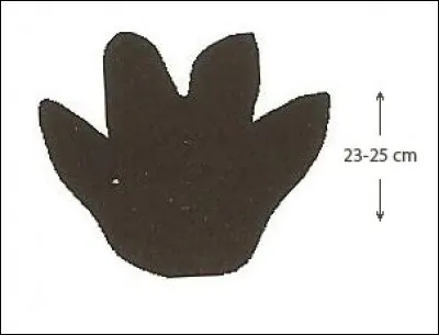 Quel animal se cache derrière cette empreinte ?