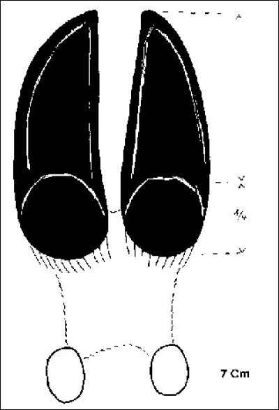 Quel animal se cache derrière cette empreinte ?