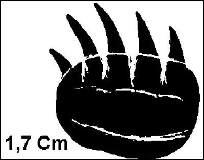 Quel animal se cache derrière cette empreinte ?