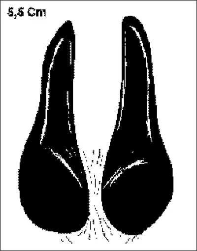 Quel animal se cache derrière cette empreinte ?