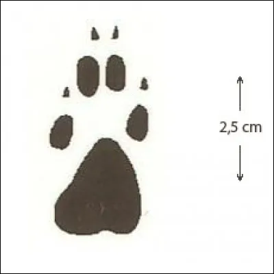 Quel animal se cache derrière cette empreinte ?