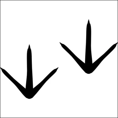 Quel animal se cache derrière cette empreinte ?