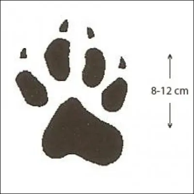 Quel animal se cache derrière cette empreinte ?