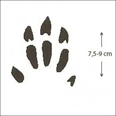 Quel animal se cache derrière cette empreinte ?