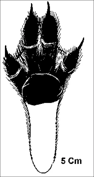 Quel animal se cache derrière cette empreinte ?