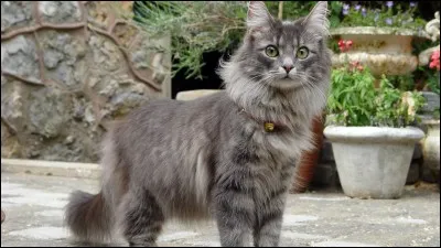 A quelle race appartien ce chat ?