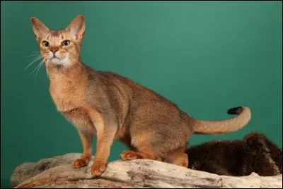 A quelle race appartient ce chat ?