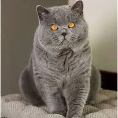 A quelle race appartient ce chat ?