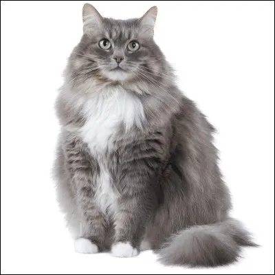 A quelle race appartient ce chat ?