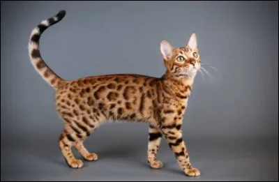 A quelle race appartient ce chat ?