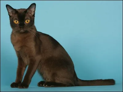 A quelle race appartient ce chat ?