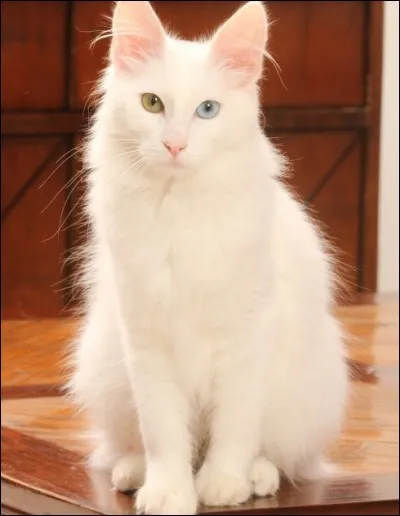 A quelle race appartient ce matou ?