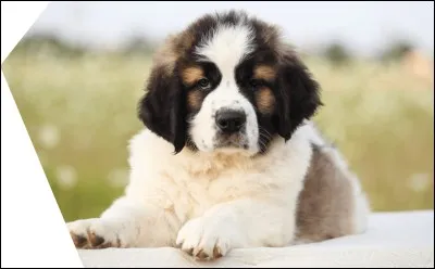 Origine : Moyen-Orient 
Taille : 62 à 90 cm 
Caractère : Doux, gentil, dévoué mais très têtu 
Représentant célèbre : Beethoven 
Quelle est cette race de chiens ?