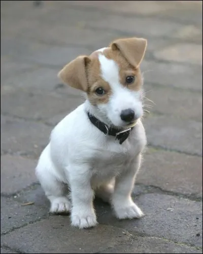 Origine : Angleterre 
Taille : 25 à 30 cm 
Caractère : Vif, éveillé, hardi et téméraire 
Représentant célèbre : Milo dans "The Mask" 
Quelle est cette race de chiens ?