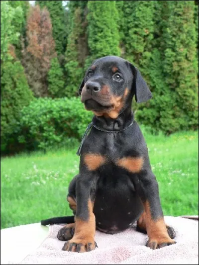 Origine : Allemagne 
Taille : 63 à 72 cm 
Caractère : Pacifique, protecteur, fidèle au fort caractère 
Représentant célèbre : Alpha dans "Là-haut" 
Quelle est cette race ?