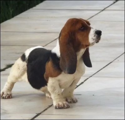 Origine : France 
Taille : 33 à 38 cm 
Caractère : Tenace, placide, affectueux, adore les enfants 
Représentant célèbre : Le chien de Télé Z
Quelle est cette race de chiens ?