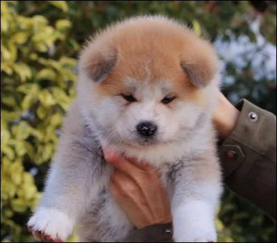 Origine : Japon 
Taille : 25 à 45 cm 
Caractère : Calme, fidèle, attentif et intelligent 
Représentant célèbre : Hachiko
Quelle est cette race de chiens ?