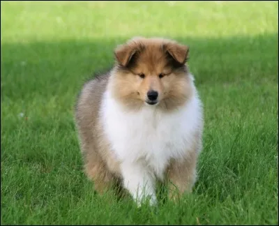 Origine : Angleterre 
Taille : 51 à 61 cm 
Caractère : Intelligent, affectueux, fidèle et patient 
Représentant célèbre : Lassie 
Quelle est cette race de chiens ?