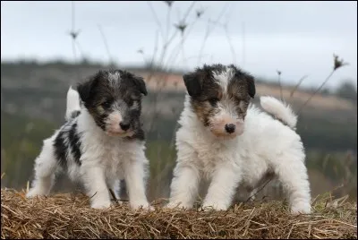 Origine : Angleterre 
Taille : 33 à 39 cm 
Caractère : Énergique, joueur, vif et intrépide 
Représentant célèbre : Milou dans "Tintin" 
Quelle est cette race de chiens ?