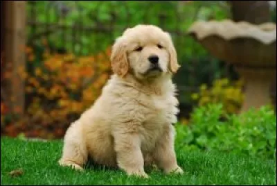 Origine : Angleterre 
Taille : 51 à 61 cm 
Caractère : Docile, intelligent, adore les enfants, malicieux
Représentant célèbre : Buddy dans "Air Bud" 
Quelle est cette race ?