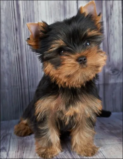 Origine : Angleterre 
Taille : 25 à 30 cm 
Caractère : Affectueux,vif, joueur et teigneux 
Représentant célèbre : Maya, la chienne de Belmondo 
Quelle est cette race ?