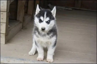 Origine : Sibérie 
Taille : 50 à 55 cm 
Caractère : Sportif, gentil, sociable et têtu 
Représentant célèbre : Balto 
Quelle est cette race ?