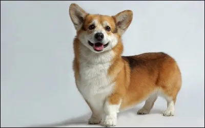 Origine : Angleterre 
Taille : 25 à 30 cm 
Caractère : Sociable, vif, téméraire et jamais agressif 
Représentant célèbre : Ceux de la reine d'Angleterre 
Quelle est cette race ?