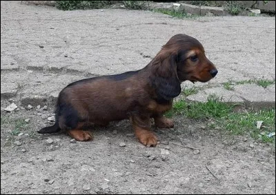 Origine : Allemagne 
Taille : 11 à 25 cm 
Caractère : Espiègle, dévoué, chasseur et possessif avec son maître 
Représentant célèbre : Zig-Zag dans "Toy Story" 
Quelle est cette race ?