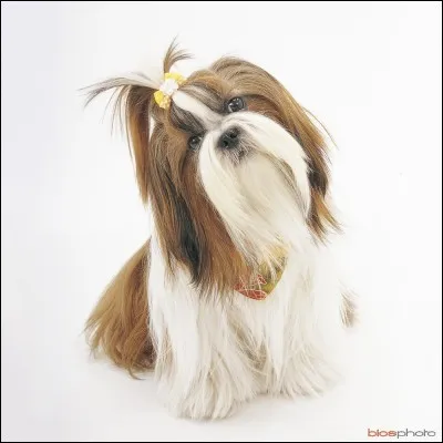 Origine : Chinois 
Taille : Inférieur à 27 cm 
Caractère : Actif, amical, affectueux et indépendant 
Représentant célèbre : Choupette dans "Les 3 frères" 
Quelle est cette race ?