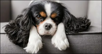 Origine : Angleterre 
Taille : 25 à 35 cm 
Caractère : Gai, sensible, joueur et très doux 
Représentant célèbre : Dash, chien de la reine Victoria 
Quelle est cette race ?