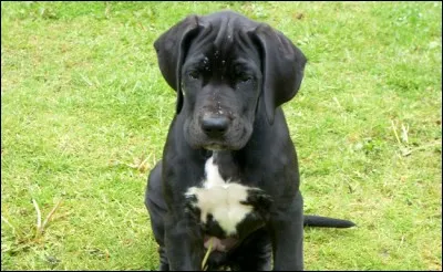 Origine : Allemagne 
Taille : 80 à 112 cm 
Caractère : Sociable, calme, têtu, bon chien de famille 
Représentant célèbre : Scooby-Doo
Quelle est cette race de chiens ?