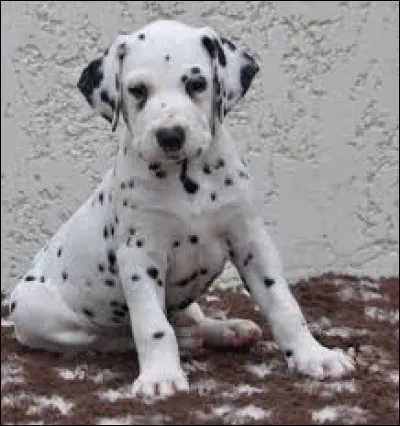 Origine : Croatie 
Taille : 55 à 60 cm 
Caractère : Actif, intelligent, affectueux, adore les enfants
Représentant célèbre : Pongo 
Quelle est cette race ?