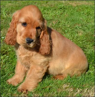 Origine : Angleterre 
Taille : 38 à 41 cm 
Caractère : Joueur, sensible , expressif mais têtu 
Représentant célèbre : Bill de " Boule et Bill" 
Quelle est cette race ?