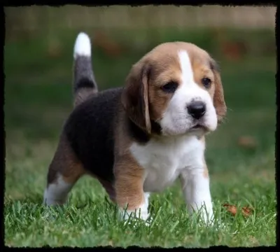 Origine : Angleterre 
Taille : 33 à 40 cm 
Caractère : Amical, sociable, très dynamique, pas un bon chien de garde 
Représentant célèbre : Snoopy 
Quelle est cette race ?